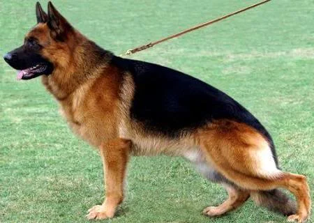 Sire - Djenges Kahn vom Sante