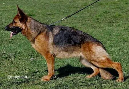 Dam - Toga vom Heinrichplatz