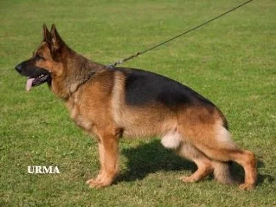 Sire -&nbsp;  Yukon von der Bastillie