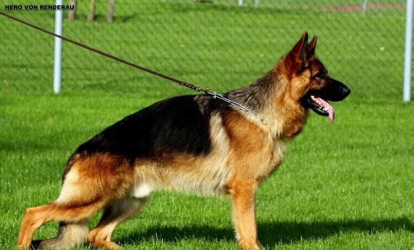 Hero Von Renderau (imp Belgium).jpg