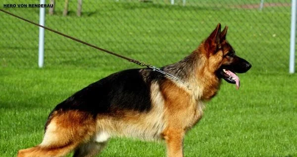 Hero Von Renderau (imp Belgium).jpg