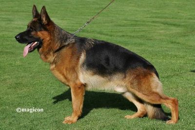 German Shepherd Stud Dog Import - Labo Vom Schollweiher — Aimsway ...