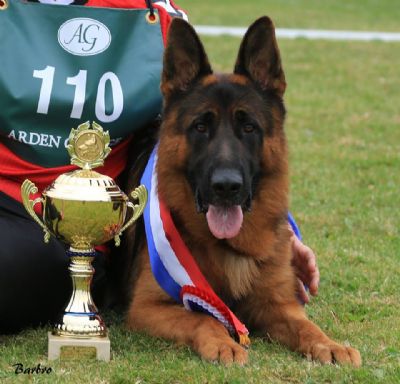 Juwika Destroyer &nbsp;with his trophy a the British Youth Sieger 2014