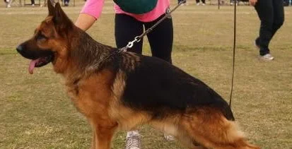 Zamb vom Schwarzaugen.jpg