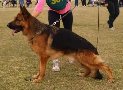 Zamb vom Schwarzaugen   5th Open Dog 2012 National