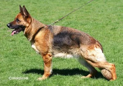 Dam -   Zamba van Noort V1