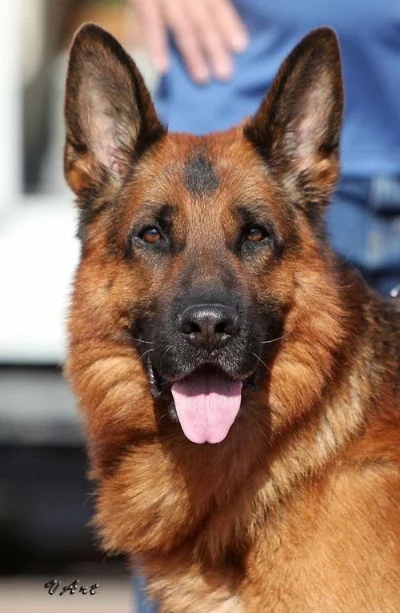 Zamb   vom Schwarzaugen   is from the magnificent World Sieger 2006 Zamp vom Thermodos