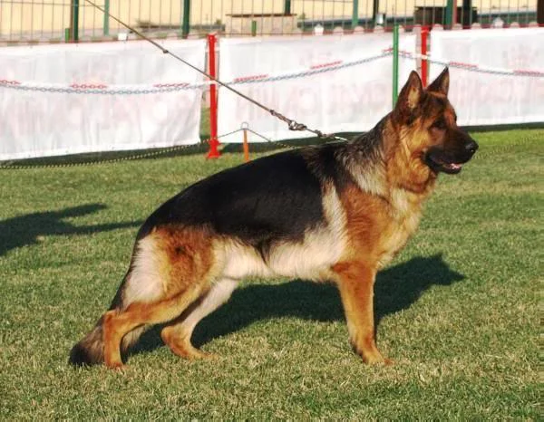 Porkan vom Shepherdland - Zamb progeny