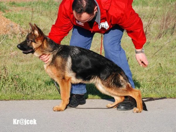 Bijou vom Shepherdland - Zamb progeny