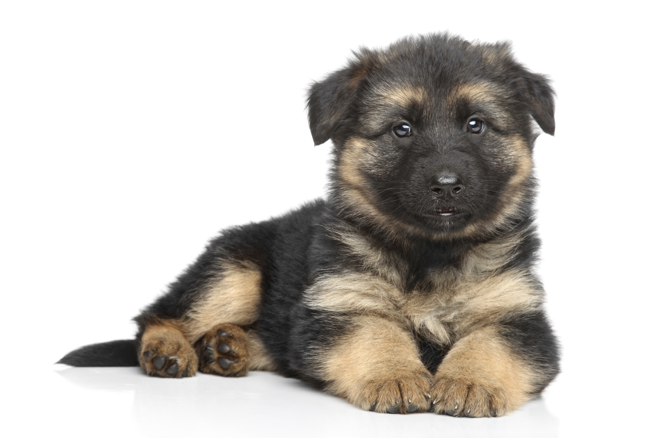 German Shepherd Puppies For Sale Sydney — Aimsway - German Shepherd Dog and German shepherd ...