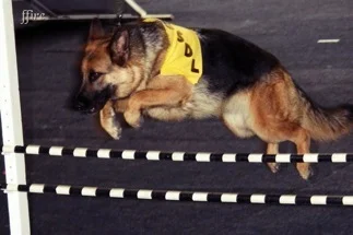 German Shepherd agility training.jpg