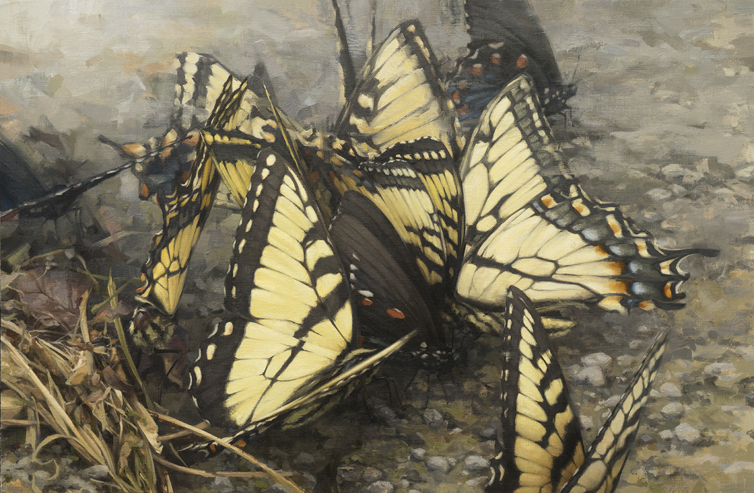 Swallowtails.jpg