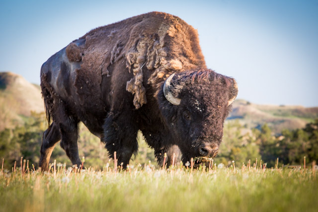 American Bison. 1/80 sec @ f/7ISO 400