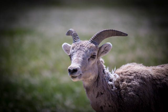 Mountain Goat. 1/1600 sec @ f/2.8 ISO 200