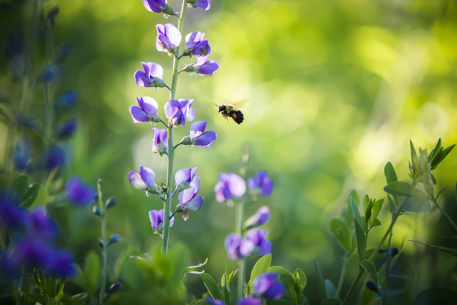 Pollination. 1/400 @ F/2.8 ISO 250 