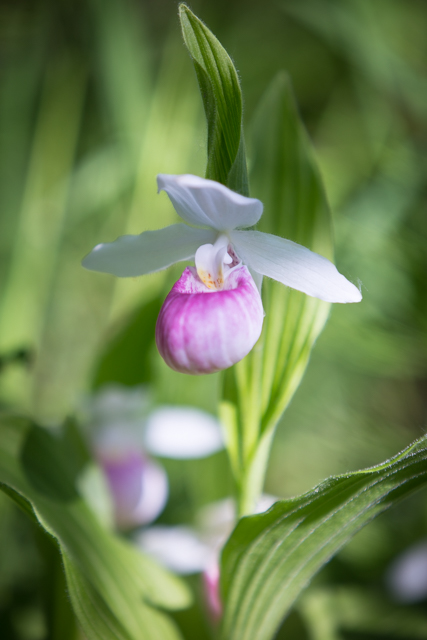 Showy Lady's Slipper. 1/640 @ F/2.8 ISO 100