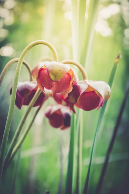 Pitcher Plant. 1/80 @ F/4ISO 1000