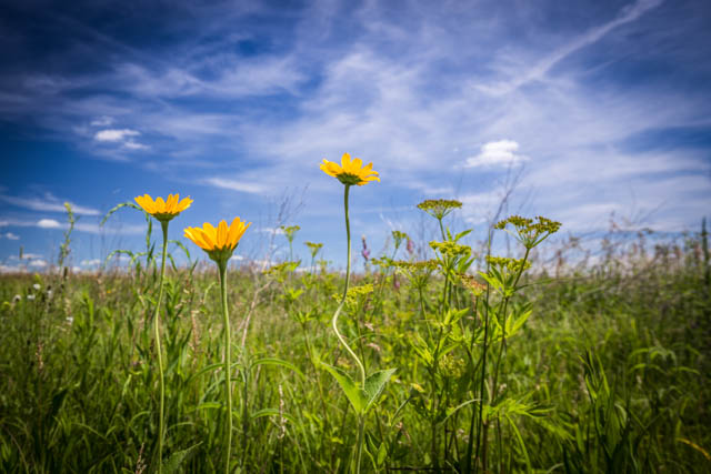 Touch the Sky Daisies. 1/125 @ F/9 ISO 100 22mm