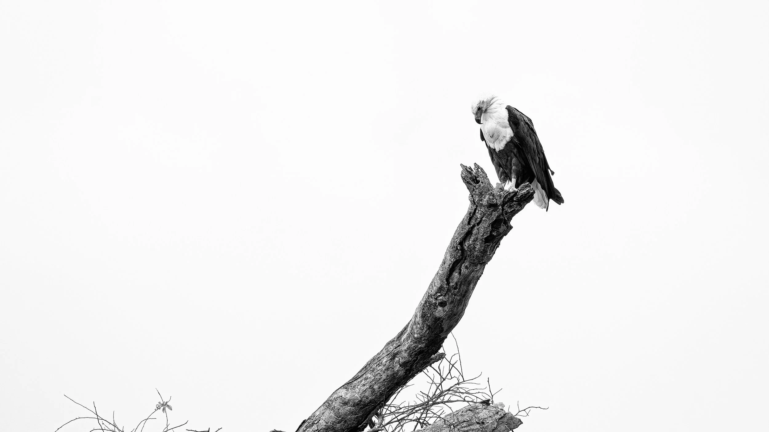 2025-09-03_African_Fish_Eagle.jpg