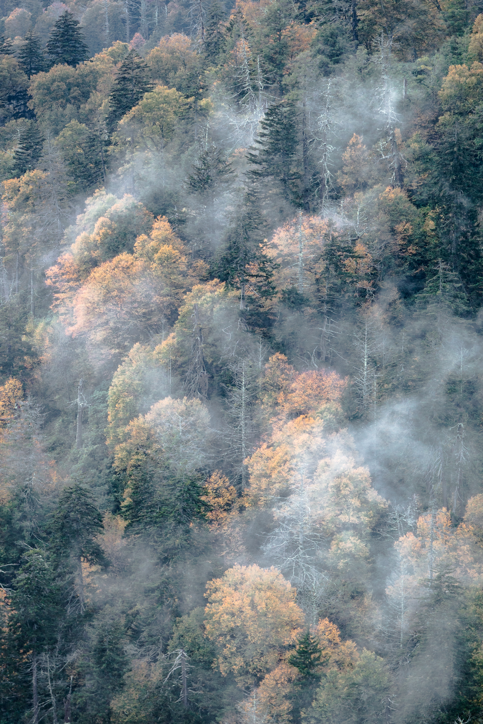 Misty Mountain Fog