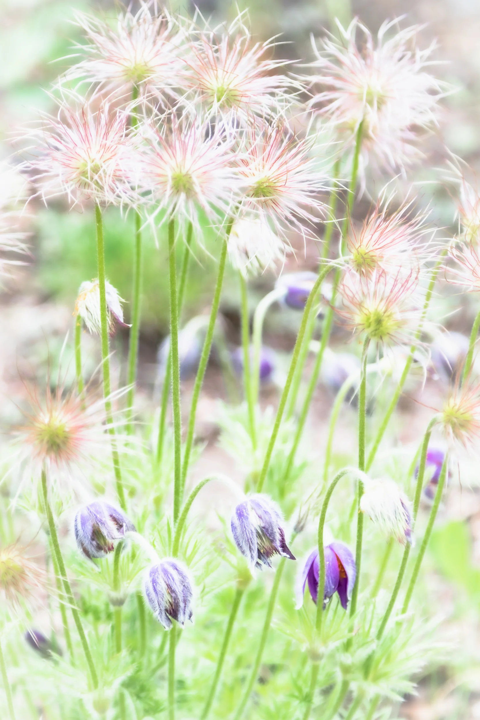 Denver Botanic Gardens | May 2019