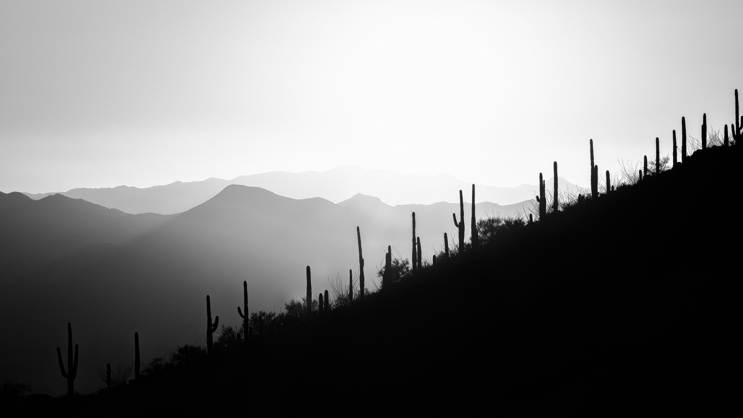 2022-02-21_Saguaro_Sunset.jpg