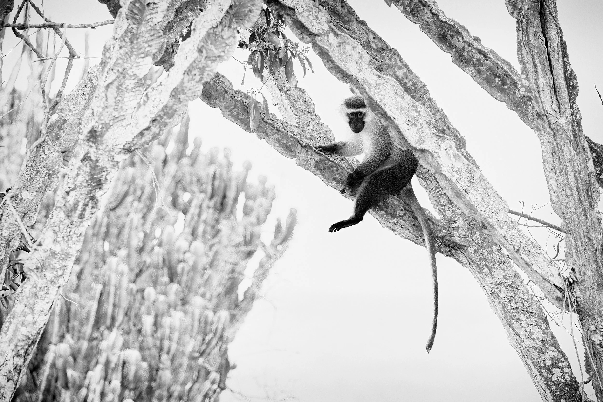 2025-09-04_Vervet_Monkey.jpg