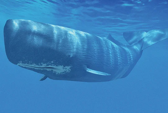 Whale1.jpg