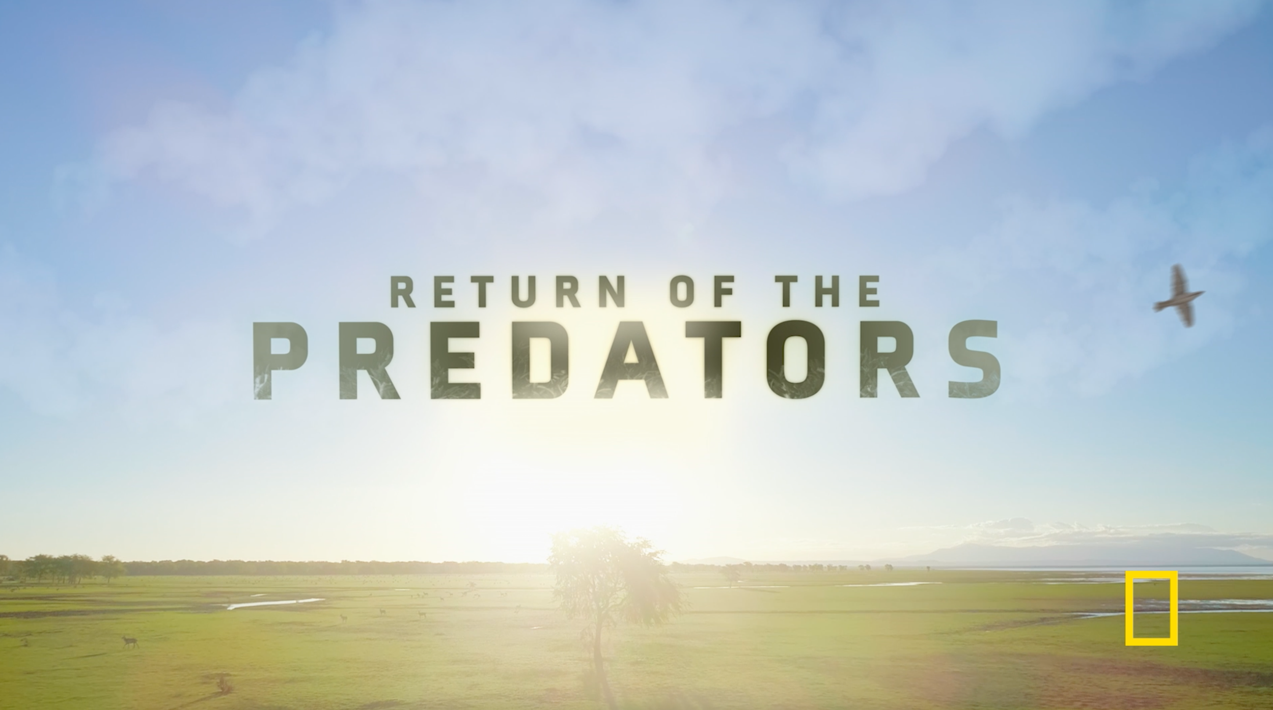 Return of the Predators - National Geographic WILD