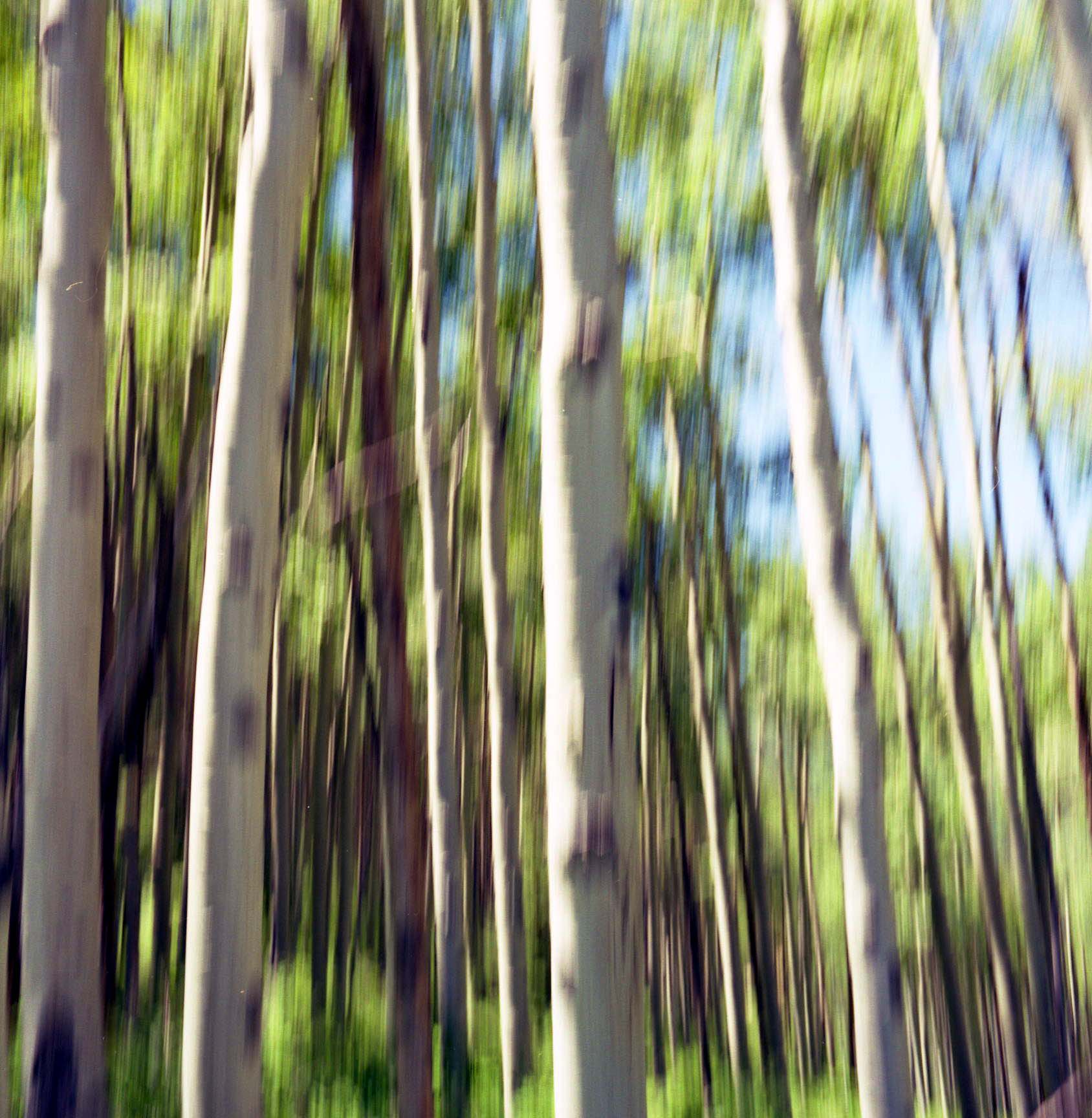 TreesBlurColorado.jpg