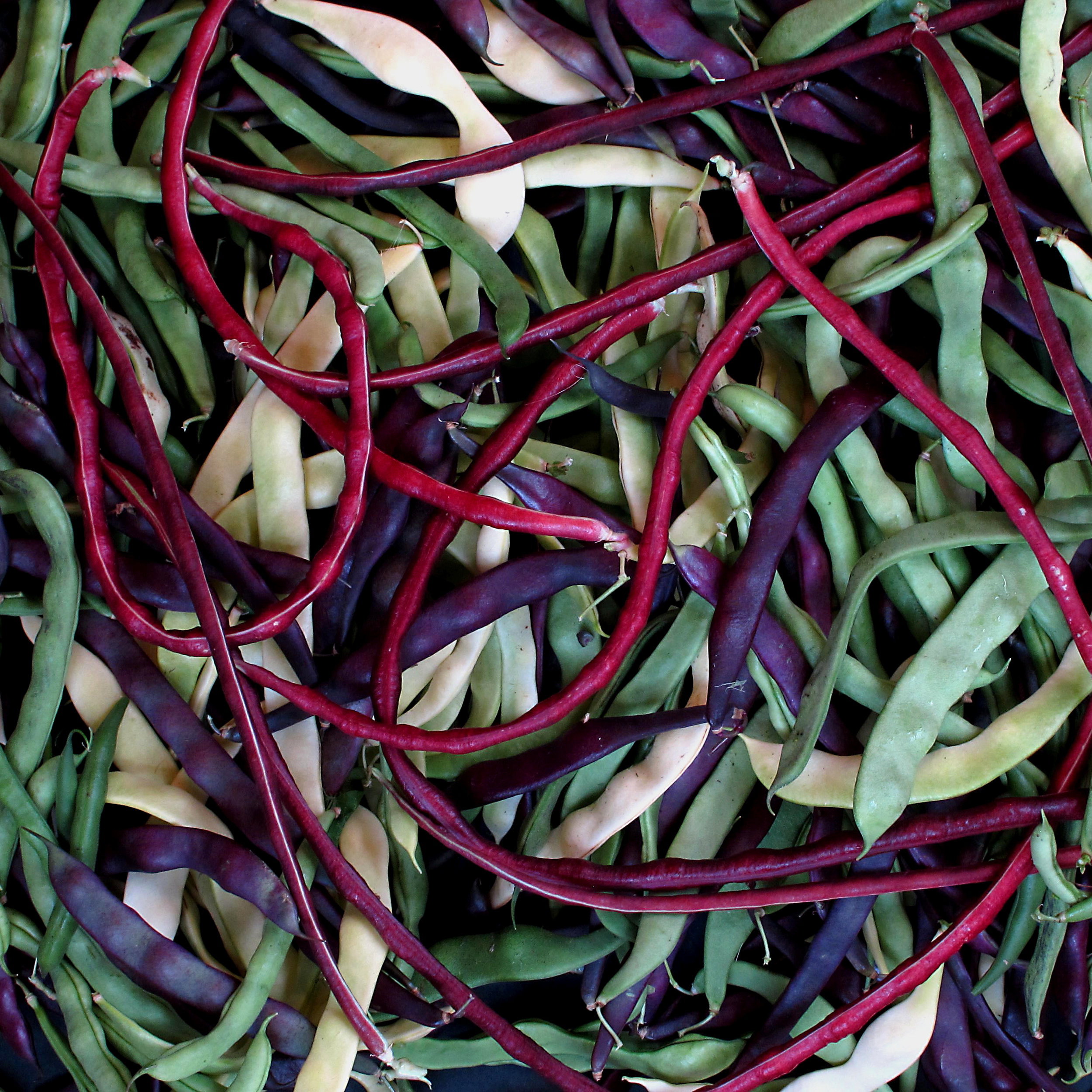   Beans !    2016 
