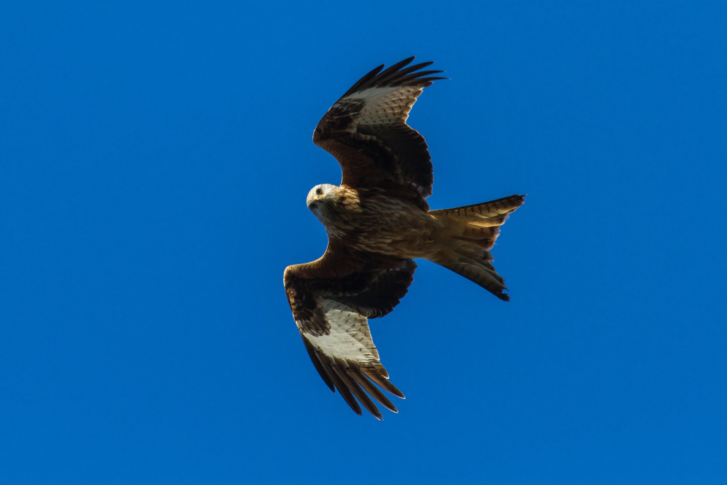 Red Kite Easton Estate South Lincolnshire