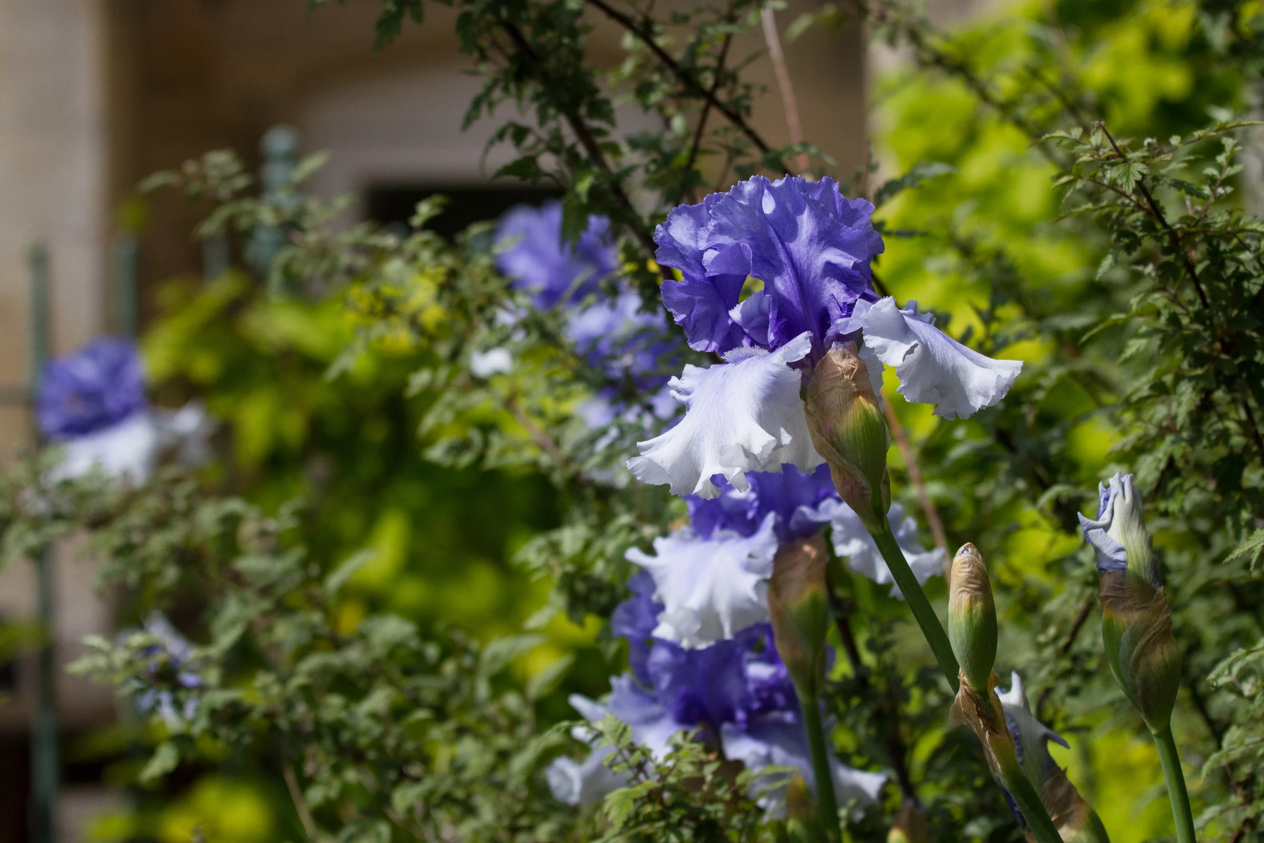 Estate - Gatehouse Lodge 1.6.19 - 1.jpg