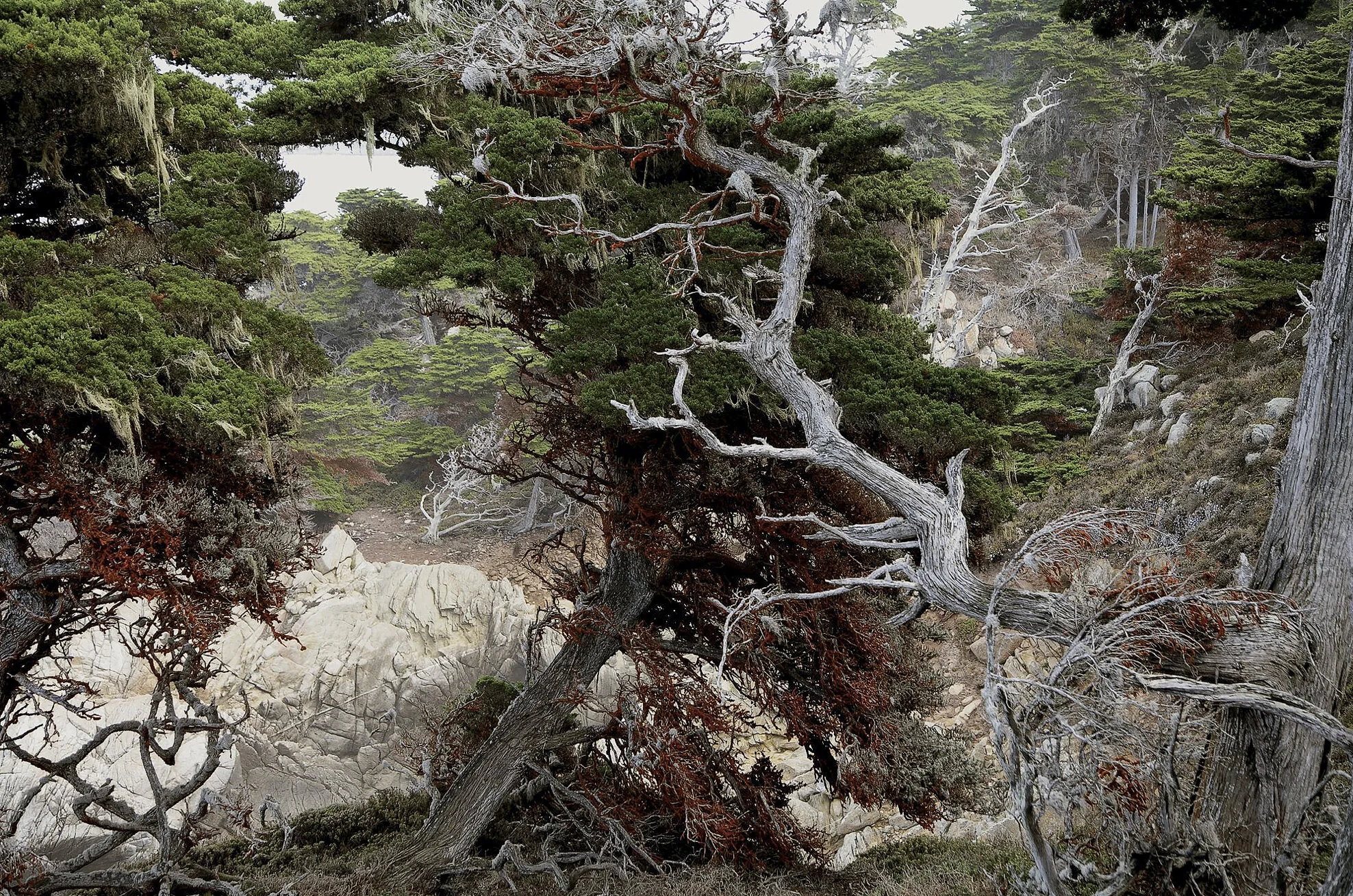 Cypresses, 2005