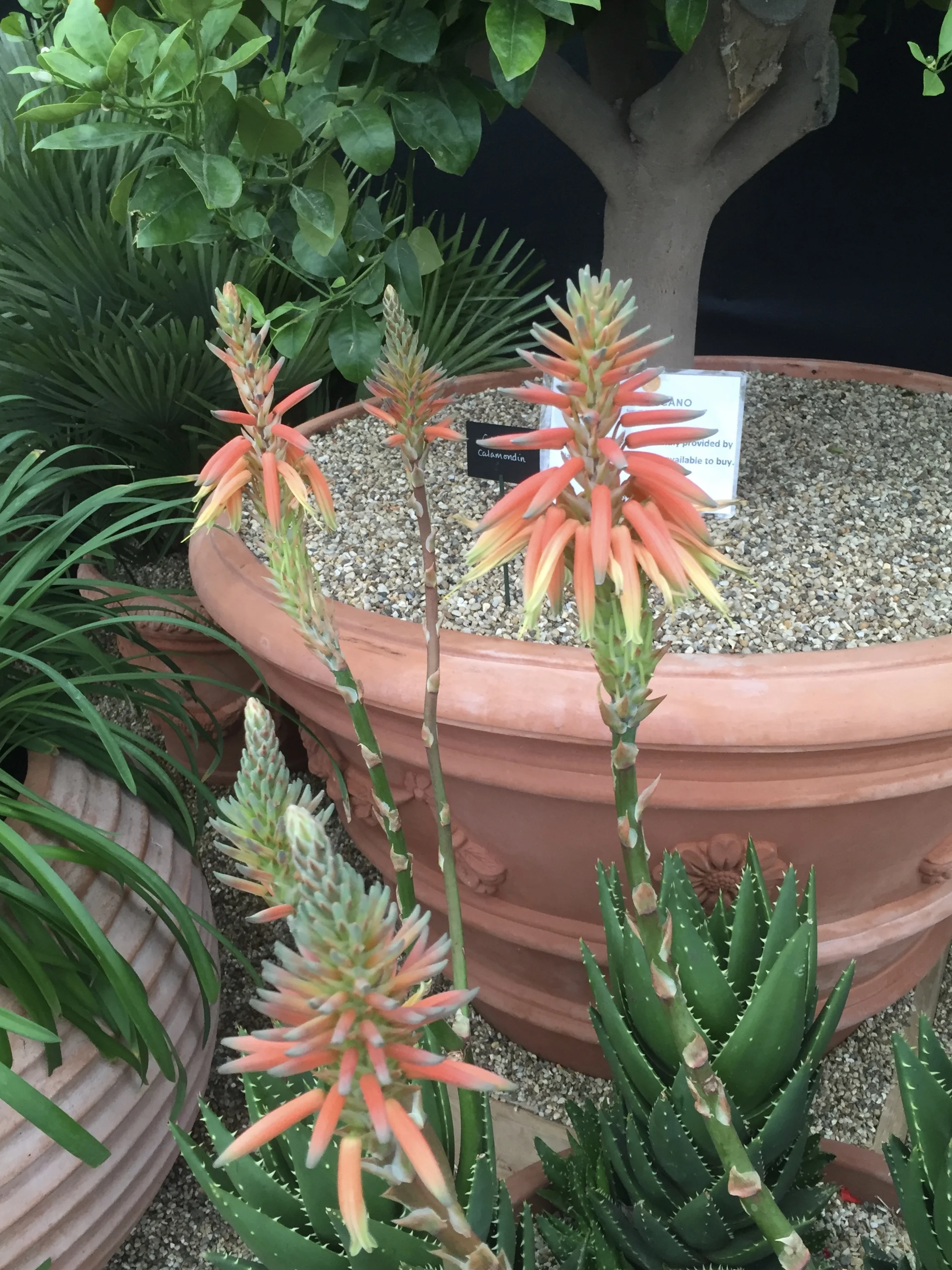 2016-05-23 14.32.25.jpg