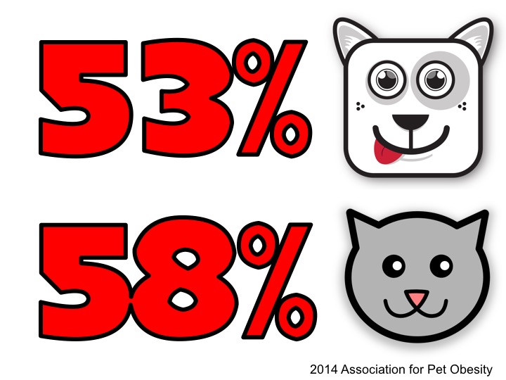 In 2014, 53% of U.S. dogs and 58% of cats were classified as overweight by they veterinarian. 