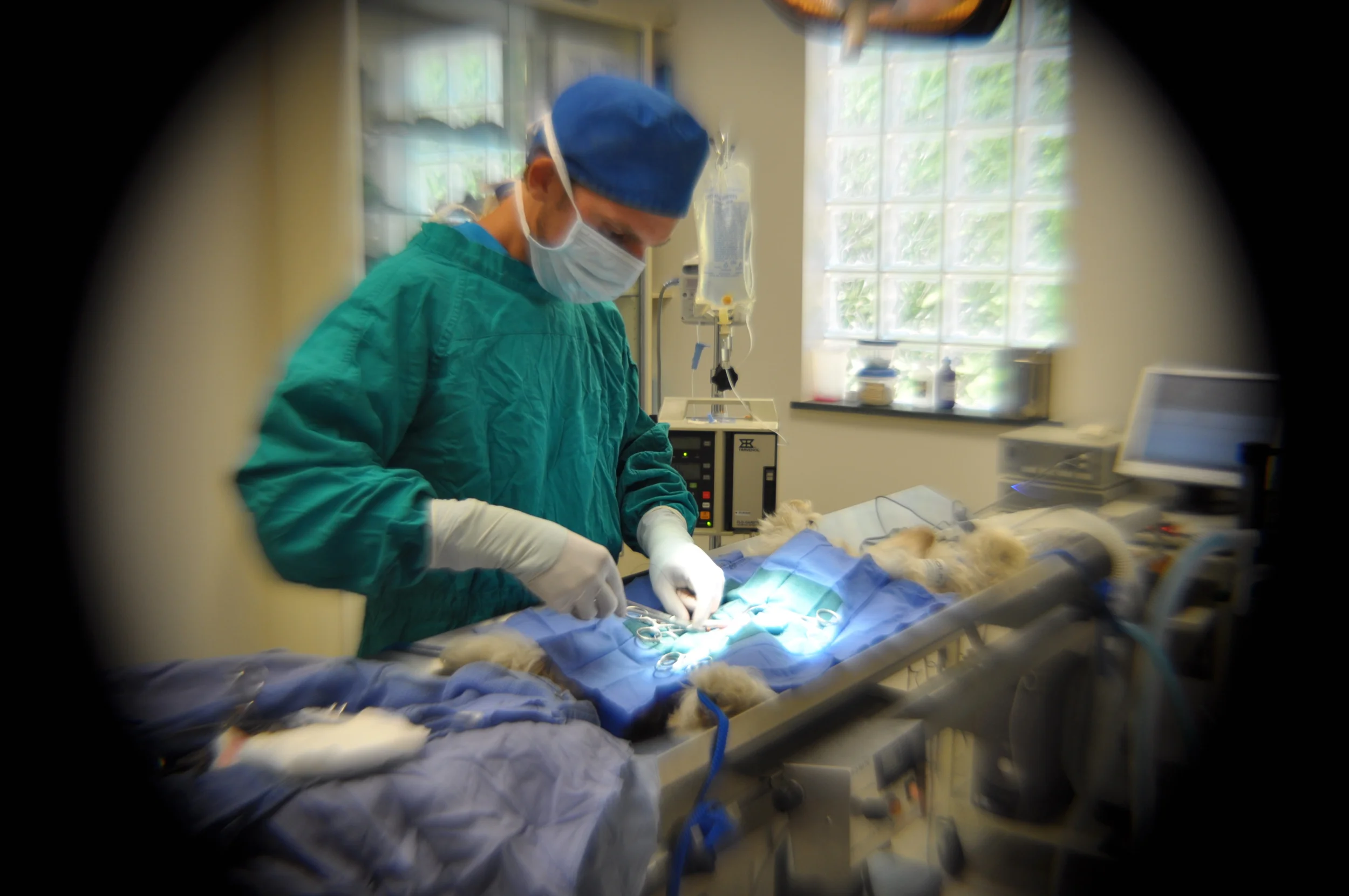 Everybody thinks they want to be a veterinarian...