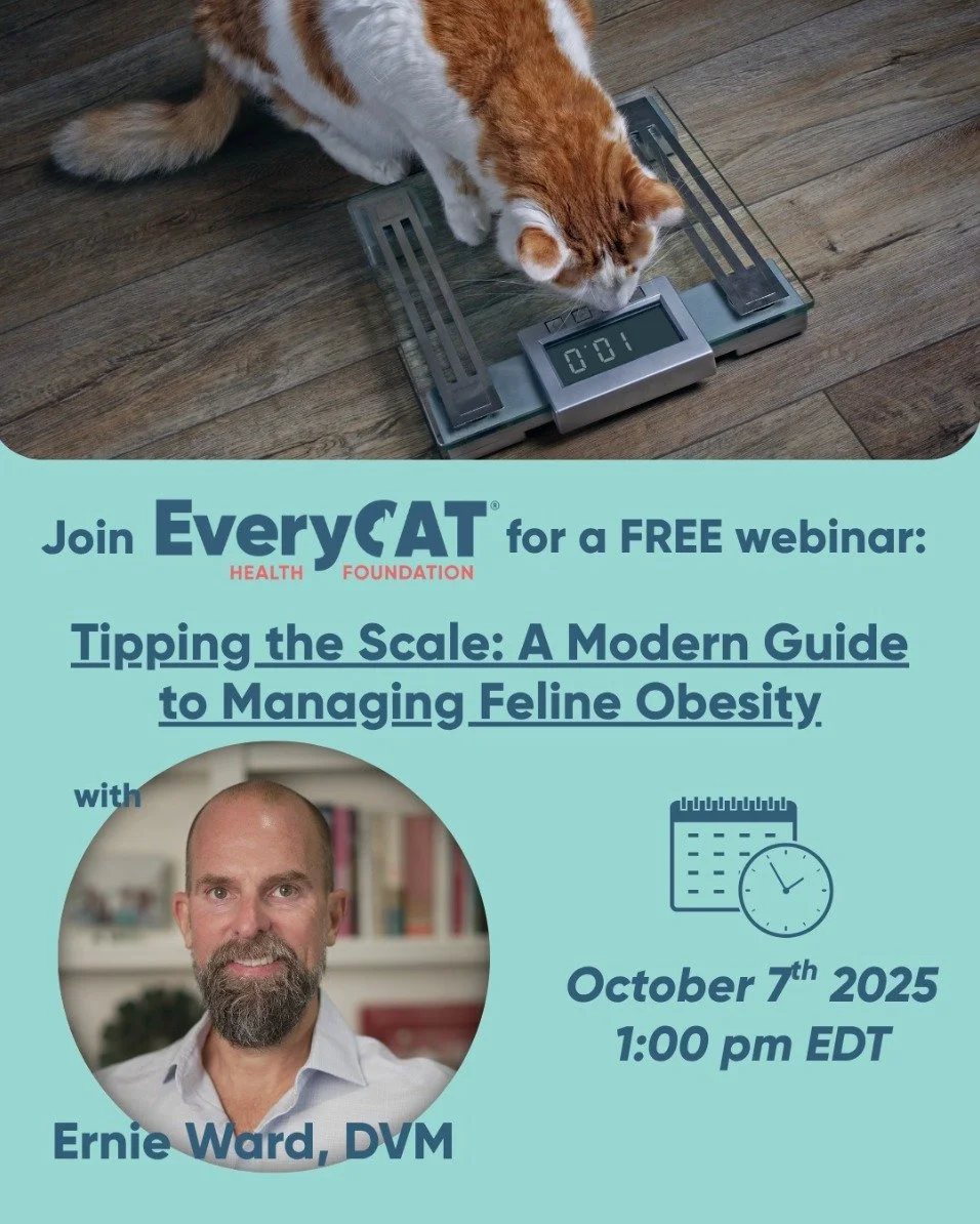 FREE Webinar TOMORROW!

Tipping the Scale: A Modern Guide to Managing Feline Obesity

Did you know obesity is the most common nutritional disease in cats&mdash;yet one of the least acknowledged by cat owners?

I'm honored to be back with @everycathea