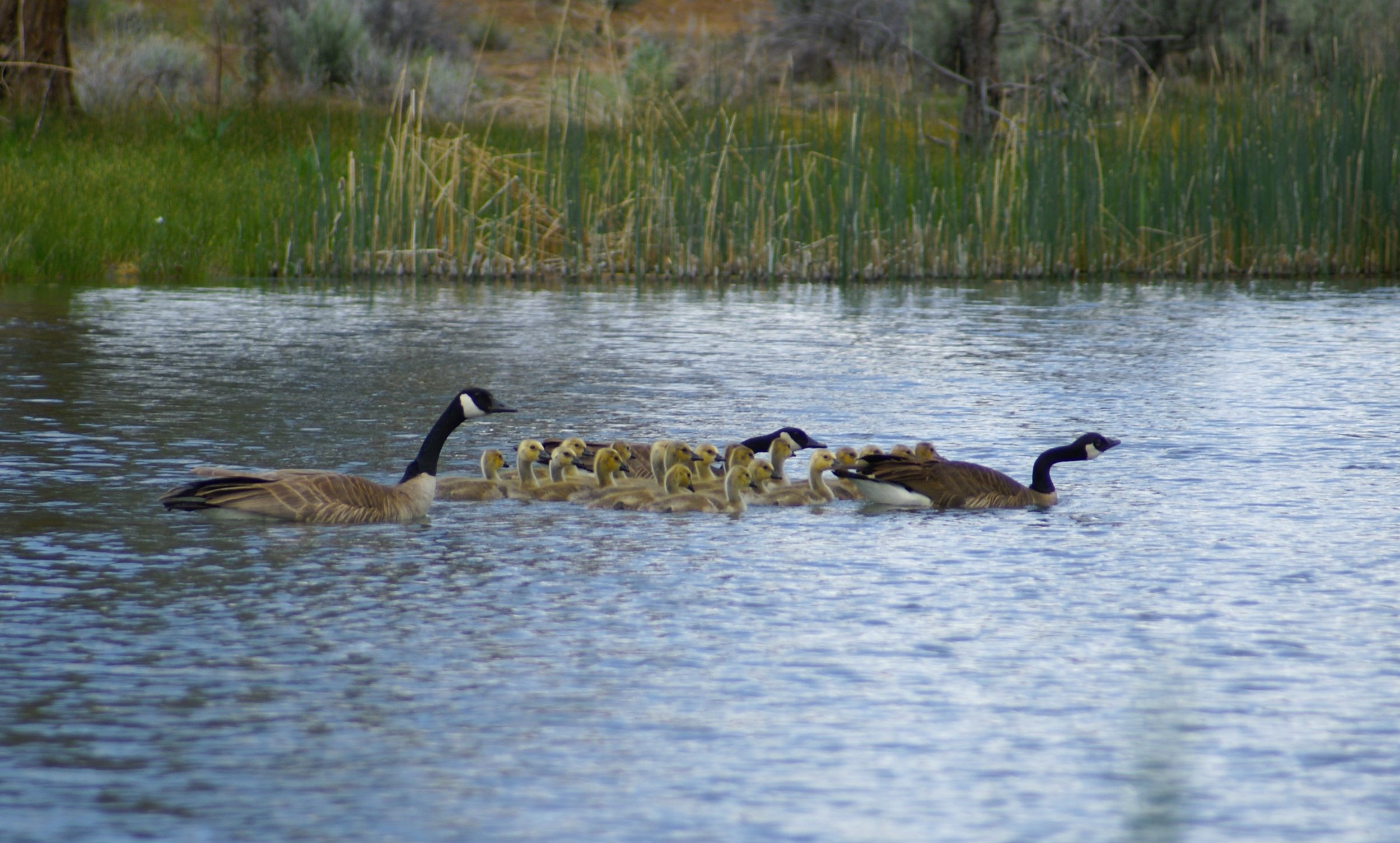 Gaggle of Goslings-squashed.JPG