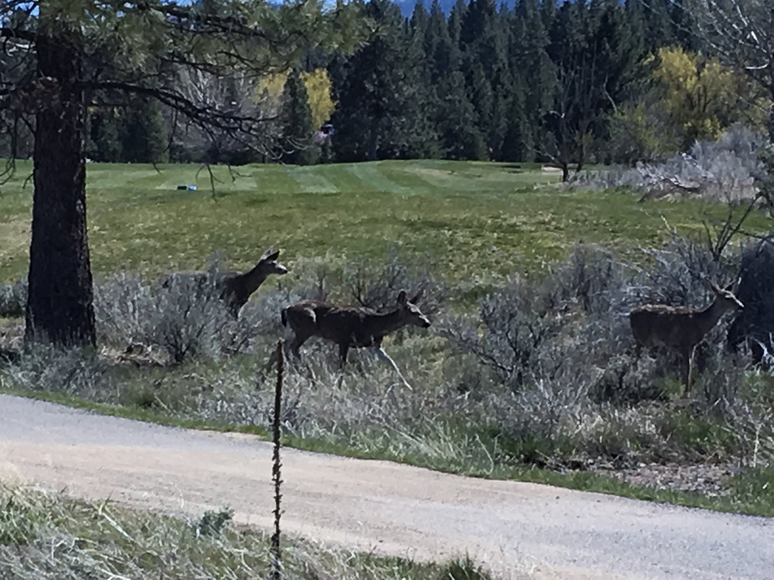 Deer at Diamond Mountain Golf Course-squashed.JPG