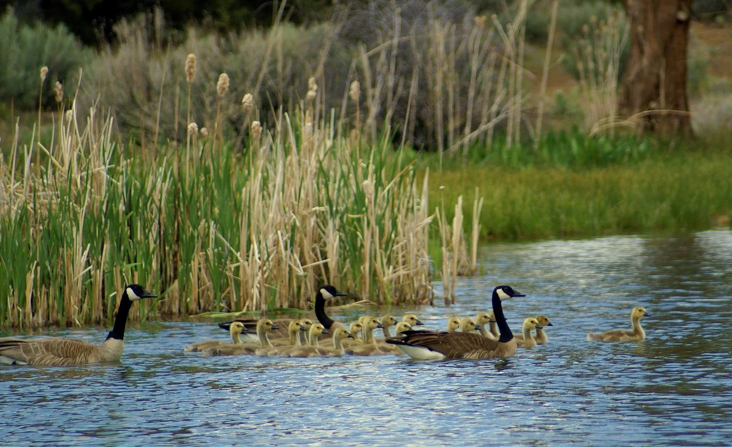 Golf, RV Campground & Resort, Alturas, Modoc County California