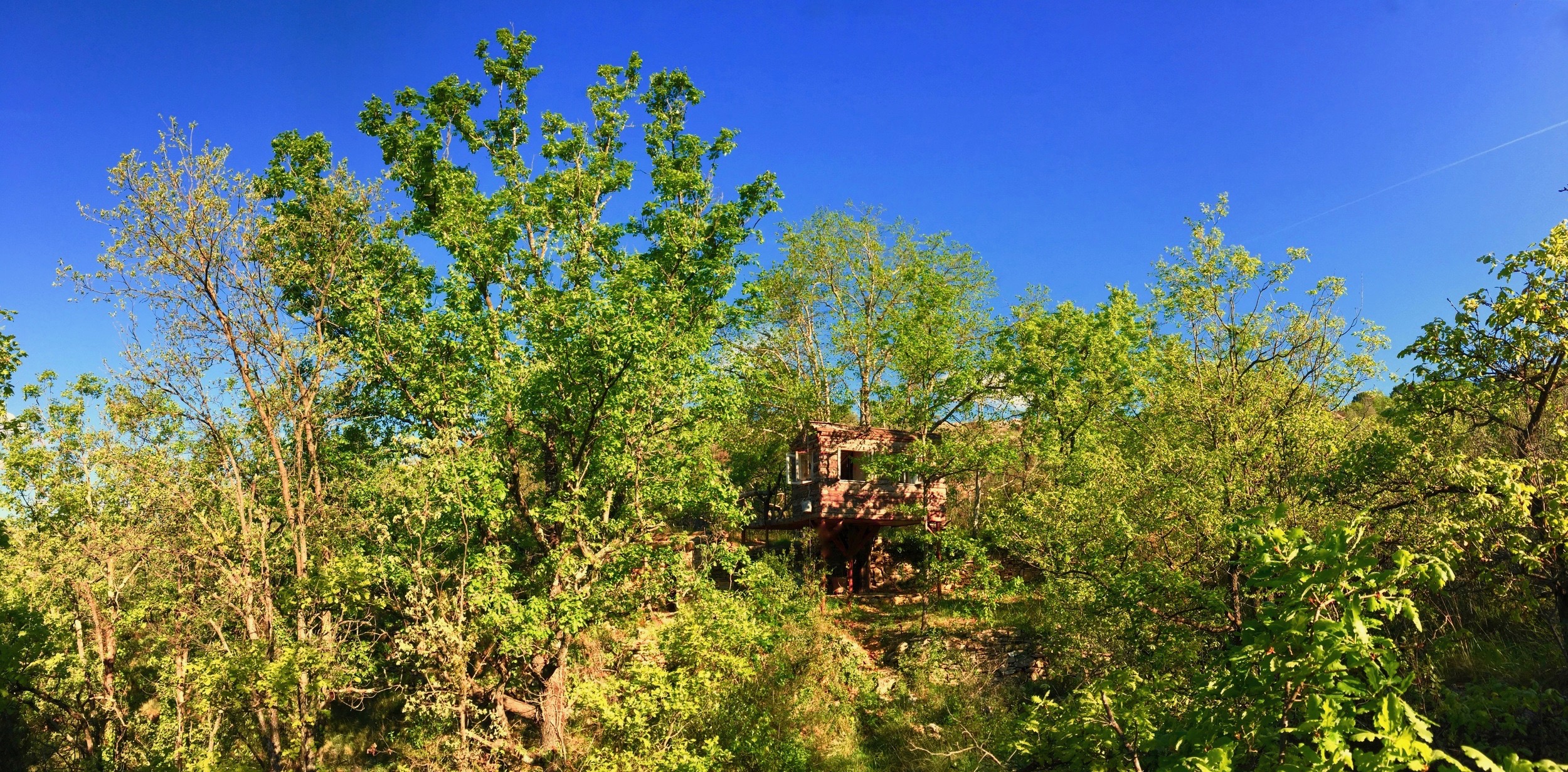 Treehouse.2 jpeg.jpeg