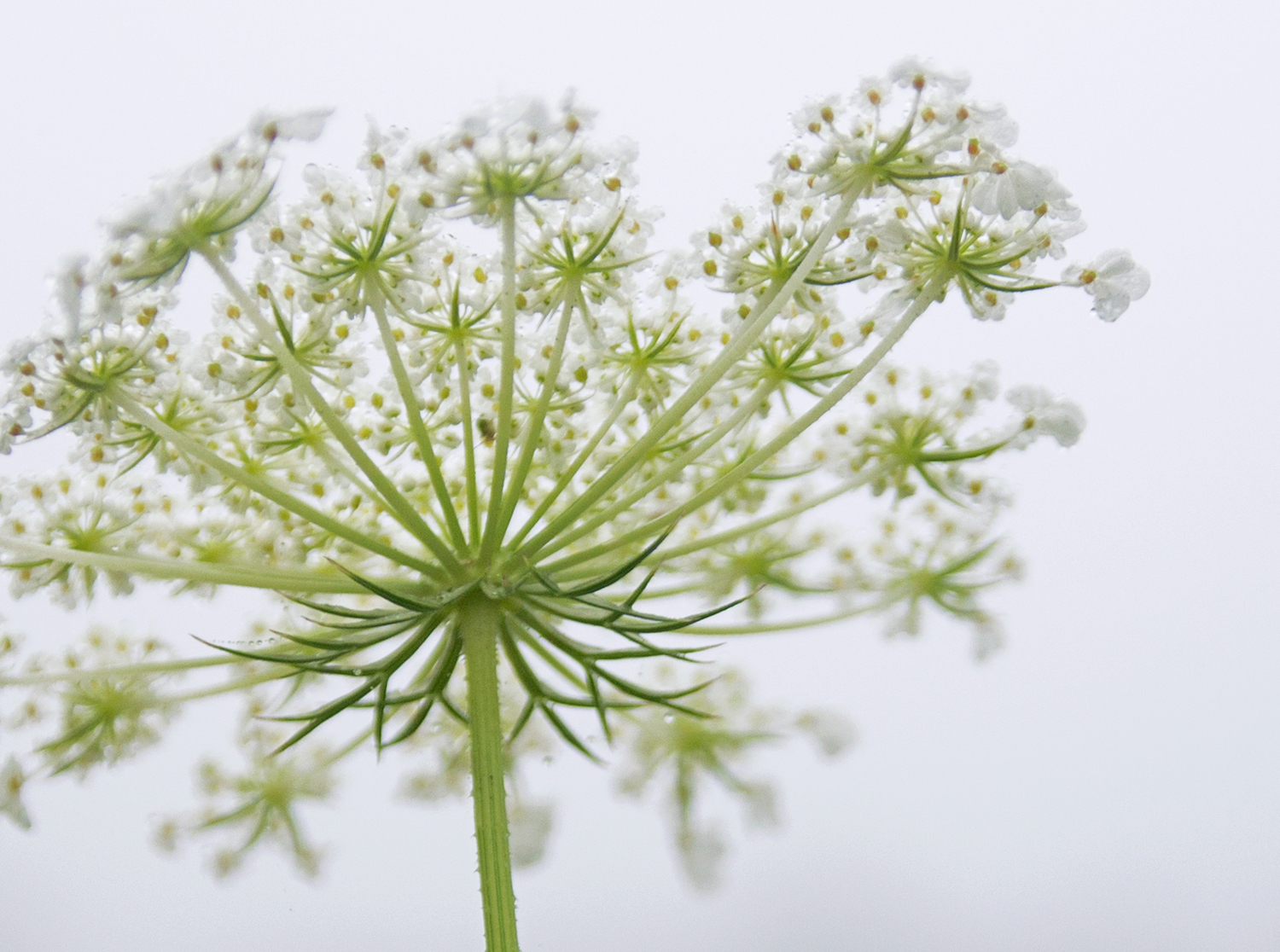 The Queen's Lace