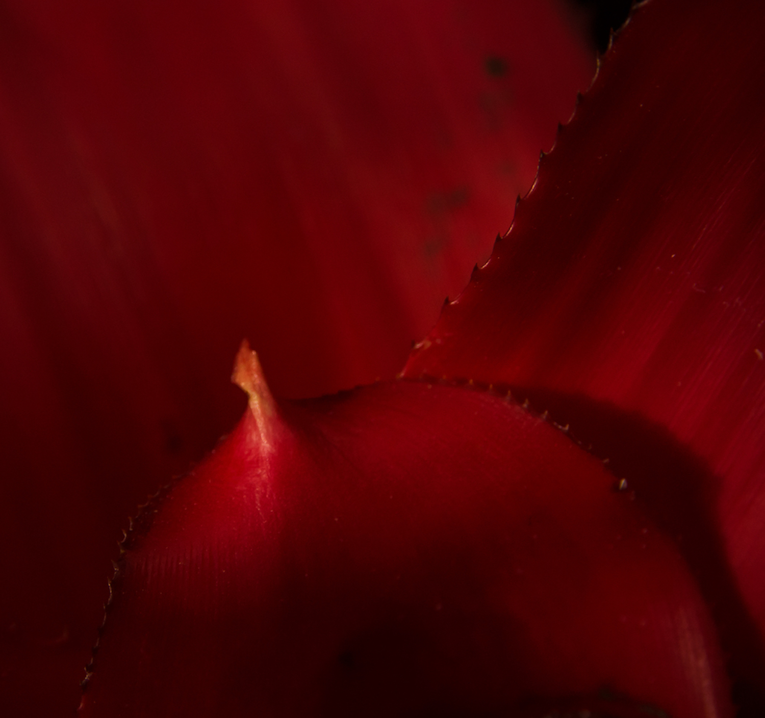 "Botanical Dreams In Red"