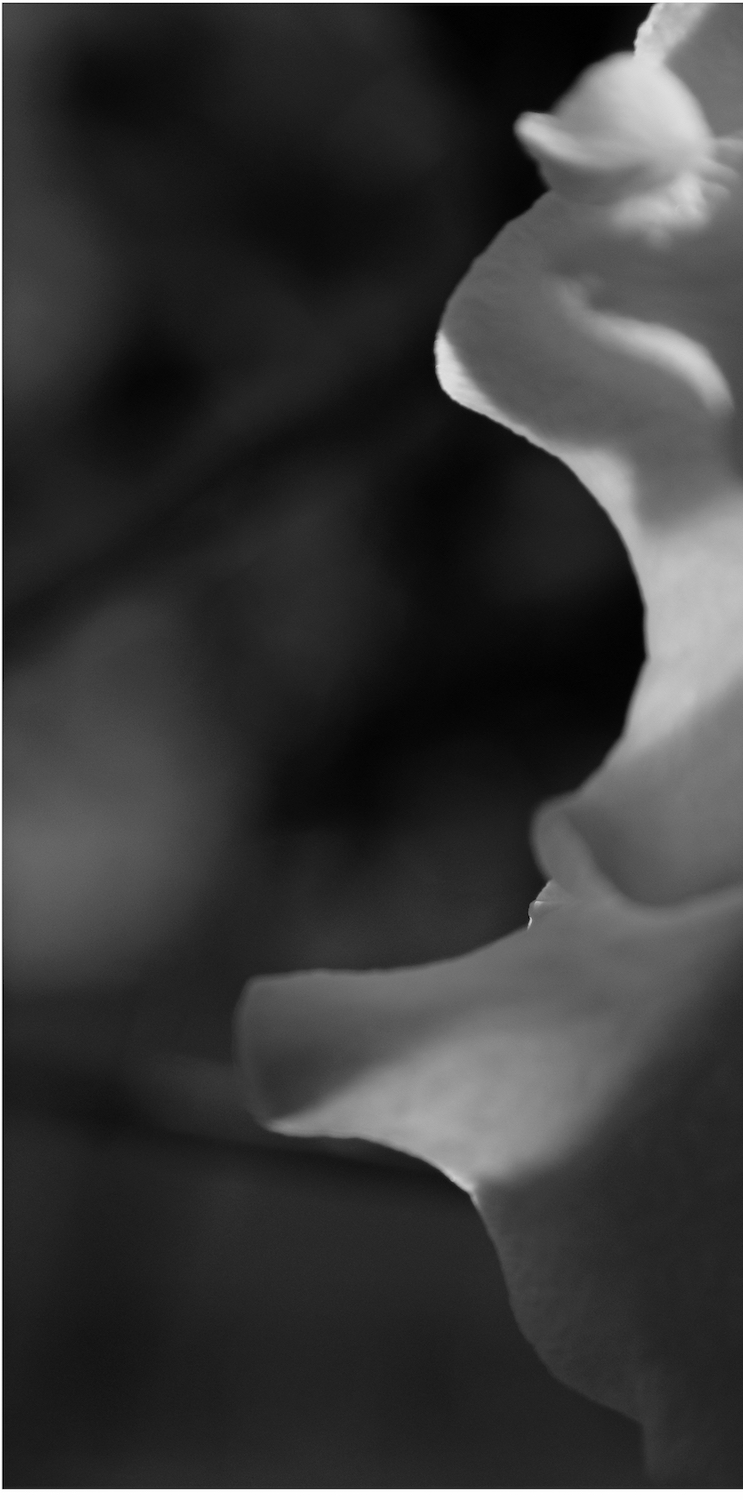 Botanical Dreams In Black and White 2