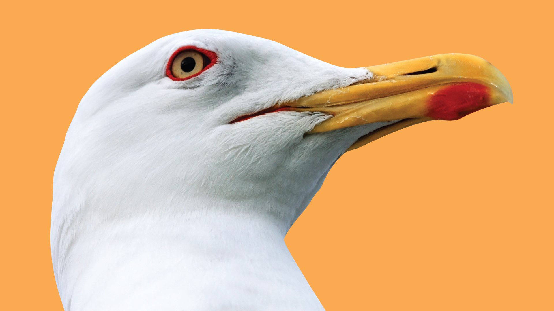 La collusion des collectifs