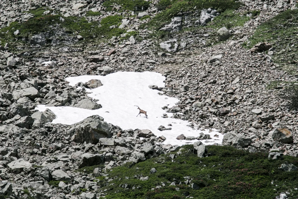 Chamois, val montjoie (haute-savoie, france). Page 21