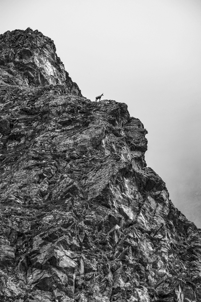 chamois alpiniste dans les pentes du mont tondu, val montjoie (haute-savoie, france). Page 38