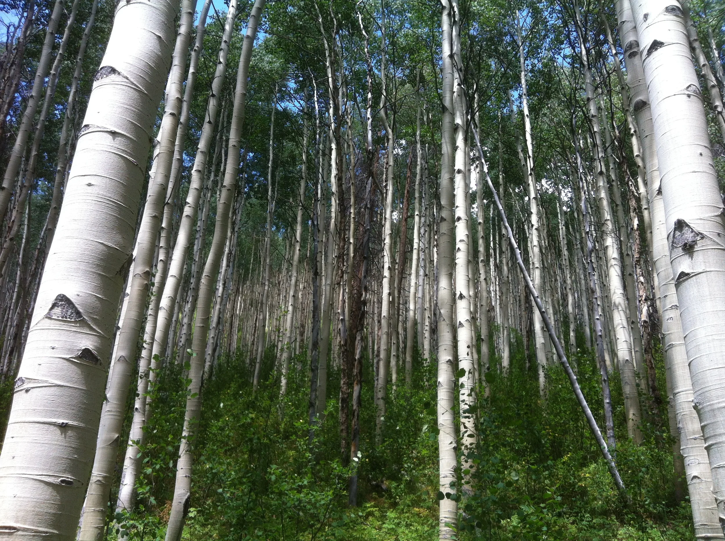 2015-08-10 13.05.17.jpg
