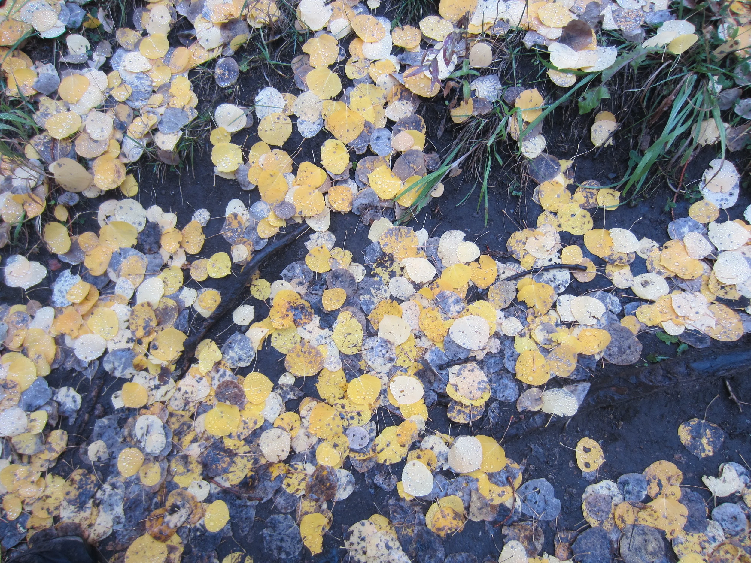 5 Chinese Medicine Tips for a Cold-Free Fall